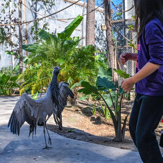 大きな音を出す鳥